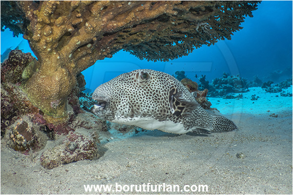 Marsa Shagra, Marsa Alam, Egypt, Red sea, Arothron stellatus, Arothron, Tetraodontidae, Stellate puffer, Puffer, Fish, Reef