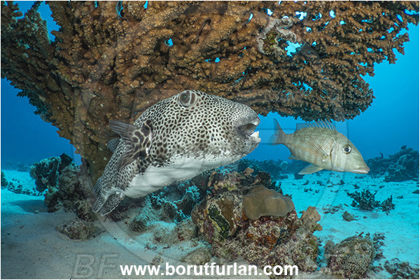 Marsa Shagra, Marsa Alam, Egypt, Red sea, Arothron stellatus, Arothron, Tetraodontidae, Stellate puffer, Puffer, Lethrinus obsoletus, Lethrinus, Lethrinidae, Orange-striped Emperor, Emperor, Fish, Reef