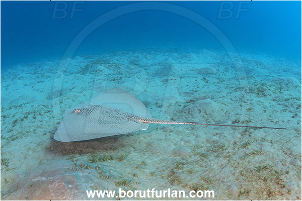Marsa Abu Dabab, Marsa Alam, Egypt, Red sea, Himantura uarnak, Himantura, Dasyatidae, Elasmobranchii, Darkspotted stingray, Stingray, Sand, Fish