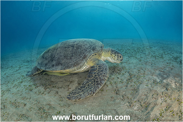 Marsa Abu Dabab, Marsa Alam, Egypt, Red sea, Chelonia mydas, Cheloniidae, Reptilia, Reptilian, Green Sea Turtle, Turtle, Sand