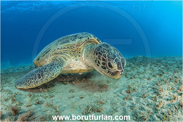 Marsa Abu Dabab, Marsa Alam, Egypt, Red sea, Chelonia mydas, Cheloniidae, Reptilia, Reptilian, Green Sea Turtle, Turtle, Sand, Portrait