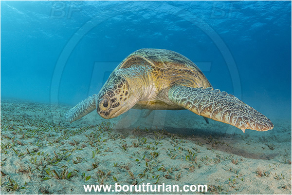 Marsa Abu Dabab, Marsa Alam, Egypt, Red sea, Chelonia mydas, Cheloniidae, Reptilia, Reptilian, Green Sea Turtle, Turtle, Sand