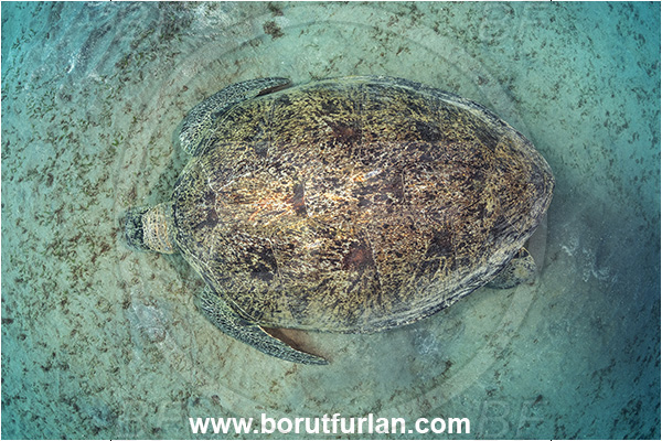 Marsa Abu Dabab, Marsa Alam, Egypt, Red sea, Chelonia mydas, Cheloniidae, Reptilia, Reptilian, Green Sea Turtle, Turtle, Sand