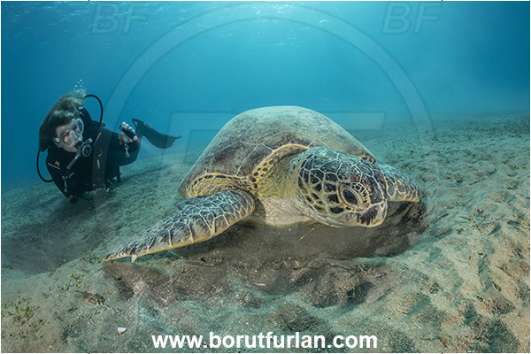 Marsa Abu Dabab, Marsa Alam, Egypt, Red sea, Chelonia mydas, Cheloniidae, Reptilia, Reptilian, Green Sea Turtle, Turtle, Sand, Diver, Girl