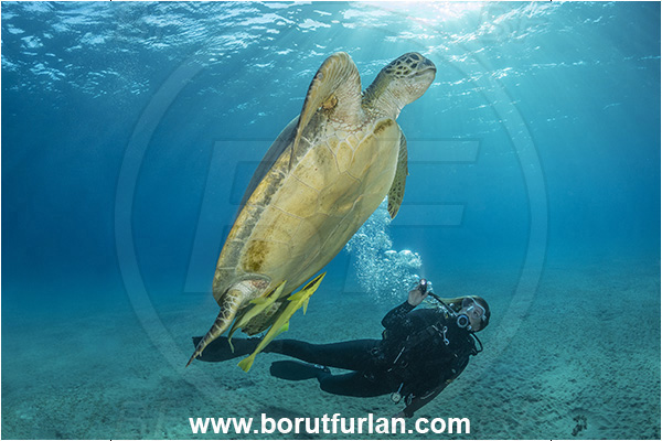 Marsa Abu Dabab, Marsa Alam, Egypt, Red sea, Chelonia mydas, Cheloniidae, Reptilia, Reptilian, Green Sea Turtle, Turtle, Sand, Diver, Girl