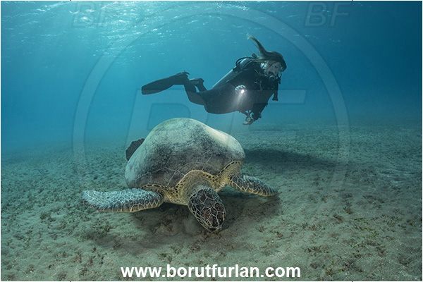 Marsa Abu Dabab, Marsa Alam, Egypt, Red sea, Chelonia mydas, Cheloniidae, Reptilia, Reptilian, Green Sea Turtle, Turtle, Sand, Diver, Girl