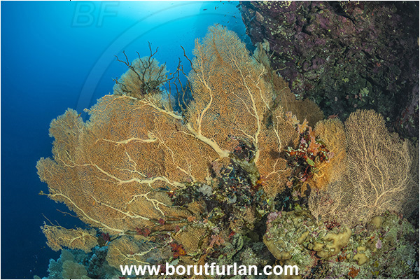 Elphinstone reef, Marsa Alam, Egypt, Red sea, Annella mollis, Annella, Subergorgiidae, Gorgonian Sea Fan, Giant Sea Fan, Gorgonia, Anthozoa, Cnidaria, Cnidarian, Reef