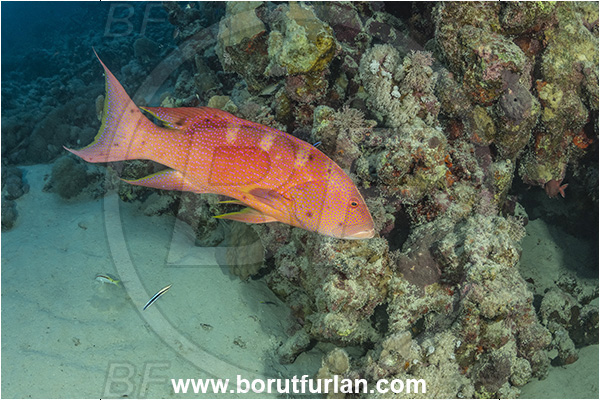 Marsa Shagra, Marsa Alam, Egypt, Red sea, Variola louti, Variola, Serranidae, Yellow-edged lyretail, Lyretail grouper, Moon grouper, Grouper, Fish