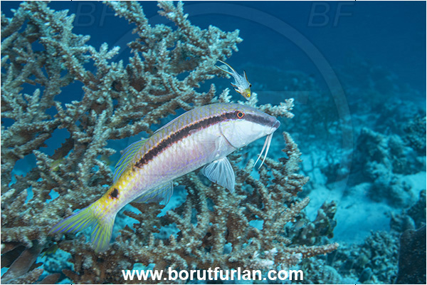 Marsa Shagra, Marsa Alam, Egypt, Red sea, Parupeneus forsskali, Parupeneus, Mullidae, Red Sea goatfish, Goatfish, Bodianus anthioides, Bodianus, Labridae, Lyretail Hogfish, Hogfish, Fish, Wrasse, Juvenile