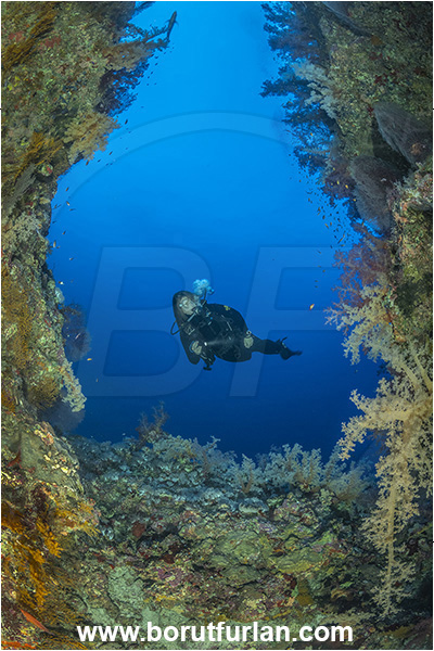 Elphinstone reef, Marsa Alam, Egypt, Red sea, Cnidaria, Cnidarian, Coral, Reef, Diver, Girl, Canyon