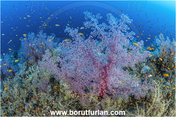 Elphinstone reef, Marsa Alam, Egypt, Red sea, Dendronephthya sp., Dendronephthya, Nephtheidae, Soft coral, Coral, Anthozoa, Cnidaria, Cnidarian, Reef, Fish school