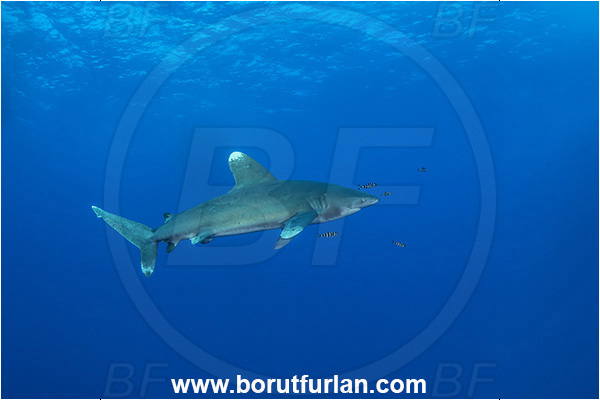 Elphinstone reef, Marsa Alam, Egypt, Red sea, Carcharhinus longimanus, Carcharhinus, Carcharhinidae, Elasmobranchii, Oceanic whitetip shark, Shark, Fish