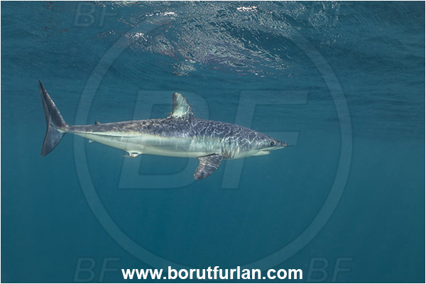 Cabo San Lucas, Baja California, Mexico, Pacific ocean, Isurus oxyrinchus, Isurus, Lamnidae, Elasmobranchii, Shortfin mako shark, Shark, Fish