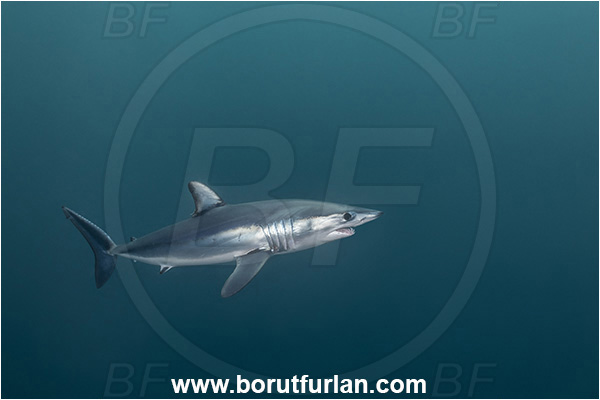 Cabo San Lucas, Baja California, Mexico, Pacific ocean, Isurus oxyrinchus, Isurus, Lamnidae, Elasmobranchii, Shortfin mako shark, Shark, Fish