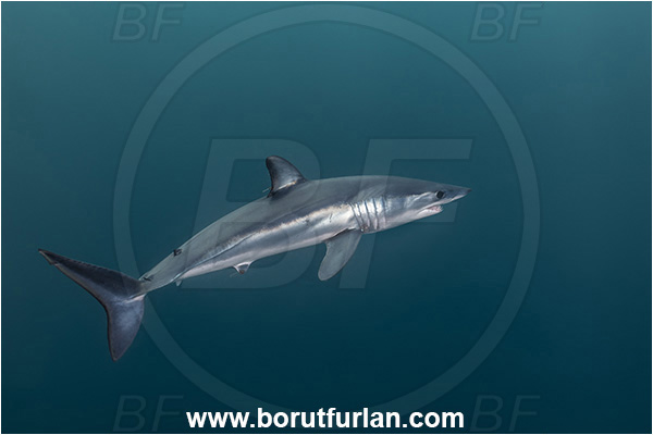 Cabo San Lucas, Baja California, Mexico, Pacific ocean, Isurus oxyrinchus, Isurus, Lamnidae, Elasmobranchii, Shortfin mako shark, Shark, Fish