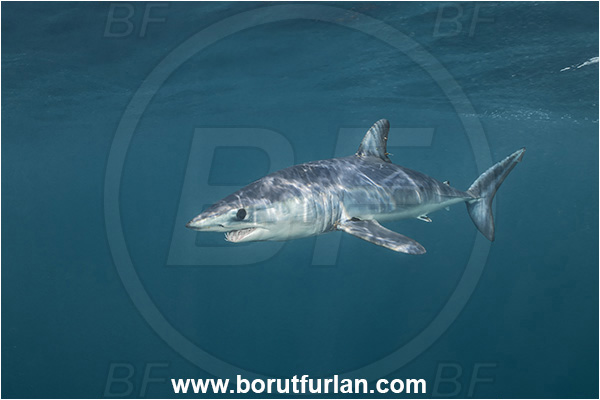 Cabo San Lucas, Baja California, Mexico, Pacific ocean, Isurus oxyrinchus, Isurus, Lamnidae, Elasmobranchii, Shortfin mako shark, Shark, Fish