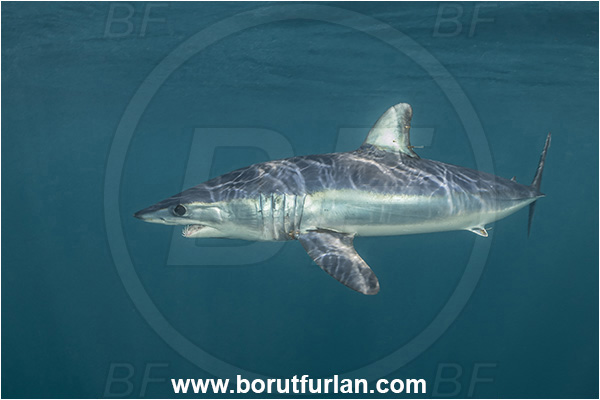 Cabo San Lucas, Baja California, Mexico, Pacific ocean, Isurus oxyrinchus, Isurus, Lamnidae, Elasmobranchii, Shortfin mako shark, Shark, Fish