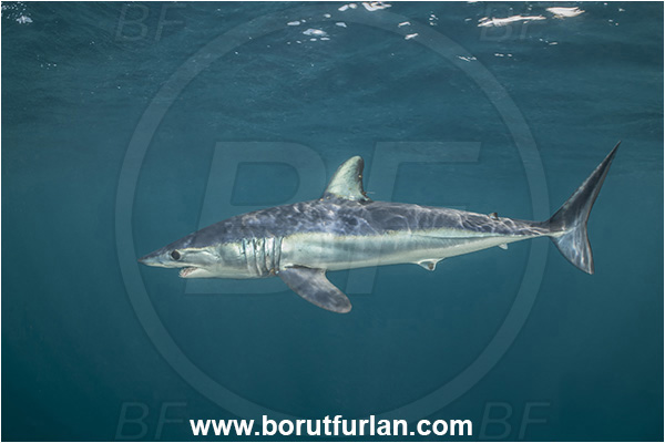 Cabo San Lucas, Baja California, Mexico, Pacific ocean, Isurus oxyrinchus, Isurus, Lamnidae, Elasmobranchii, Shortfin mako shark, Shark, Fish
