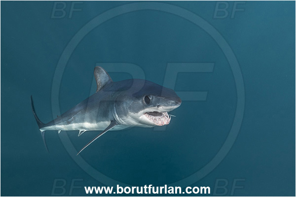 Cabo San Lucas, Baja California, Mexico, Pacific ocean, Isurus oxyrinchus, Isurus, Lamnidae, Elasmobranchii, Shortfin mako shark, Shark, Fish