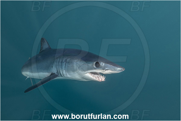 Cabo San Lucas, Baja California, Mexico, Pacific ocean, Isurus oxyrinchus, Isurus, Lamnidae, Elasmobranchii, Shortfin mako shark, Shark, Fish