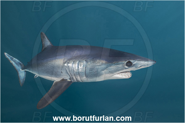 Cabo San Lucas, Baja California, Mexico, Pacific ocean, Isurus oxyrinchus, Isurus, Lamnidae, Elasmobranchii, Shortfin mako shark, Shark, Fish