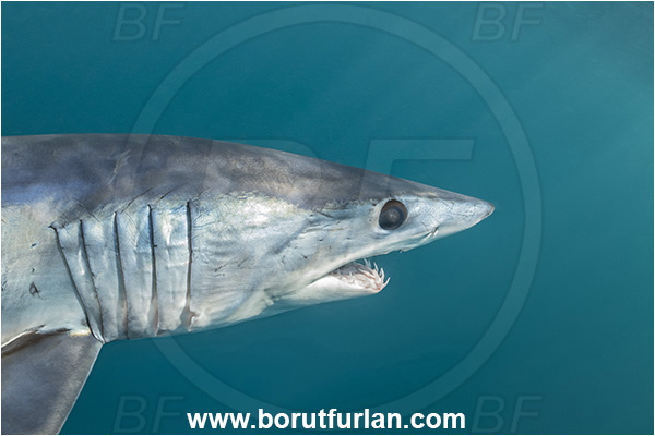 Cabo San Lucas, Baja California, Mexico, Pacific ocean, Isurus oxyrinchus, Isurus, Lamnidae, Elasmobranchii, Shortfin mako shark, Shark, Fish, Portrait