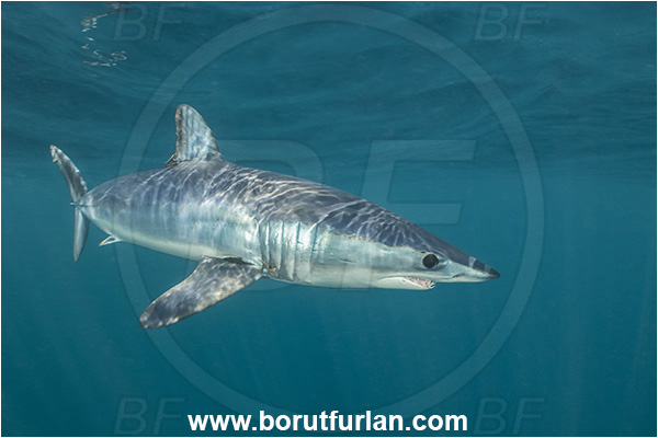 Cabo San Lucas, Baja California, Mexico, Pacific ocean, Isurus oxyrinchus, Isurus, Lamnidae, Elasmobranchii, Shortfin mako shark, Shark, Fish