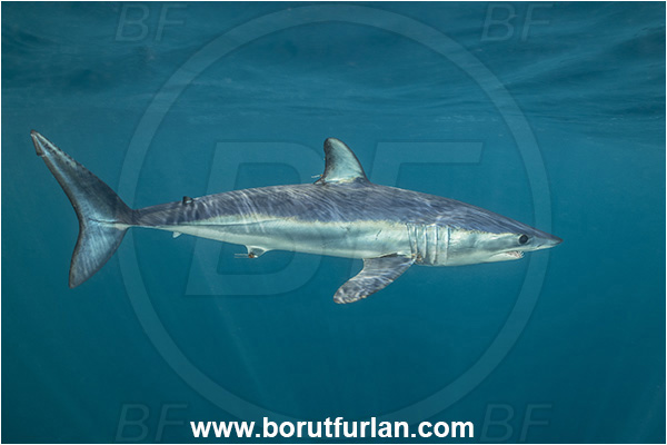 Cabo San Lucas, Baja California, Mexico, Pacific ocean, Isurus oxyrinchus, Isurus, Lamnidae, Elasmobranchii, Shortfin mako shark, Shark, Fish
