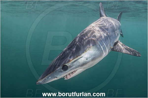 Cabo San Lucas, Baja California, Mexico, Pacific ocean, Isurus oxyrinchus, Isurus, Lamnidae, Elasmobranchii, Shortfin mako shark, Shark, Fish, Portrait