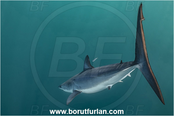 Cabo San Lucas, Baja California, Mexico, Pacific ocean, Isurus oxyrinchus, Isurus, Lamnidae, Elasmobranchii, Shortfin mako shark, Shark, Fish