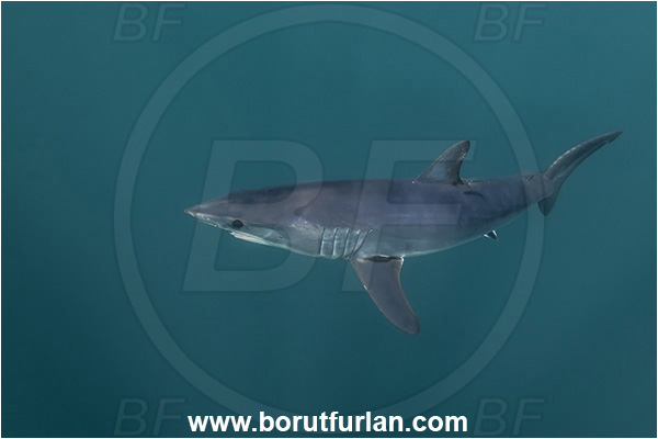 Cabo San Lucas, Baja California, Mexico, Pacific ocean, Isurus oxyrinchus, Isurus, Lamnidae, Elasmobranchii, Shortfin mako shark, Shark, Fish