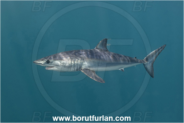Cabo San Lucas, Baja California, Mexico, Pacific ocean, Isurus oxyrinchus, Isurus, Lamnidae, Elasmobranchii, Shortfin mako shark, Shark, Fish