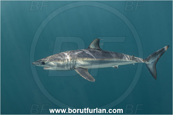 Cabo San Lucas, Baja California, Mexico, Pacific ocean, Isurus oxyrinchus, Isurus, Lamnidae, Elasmobranchii, Shortfin mako shark, Shark, Fish