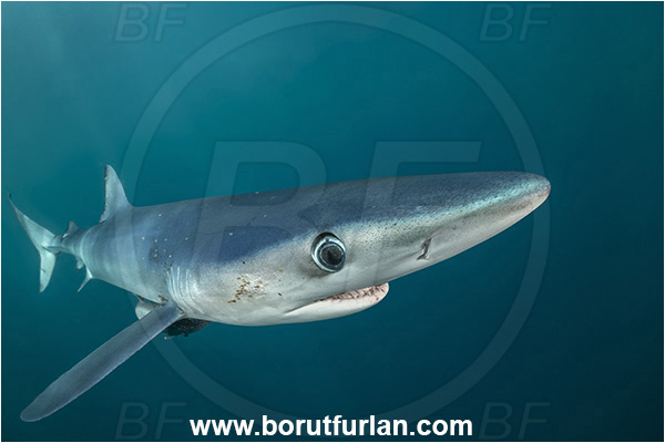 Cabo San Lucas, Baja California, Mexico, Pacific ocean, Prionace glauca, Prionace, Carcharhinidae, Elasmobranchii, Blue shark, Shark, Fish, Portrait