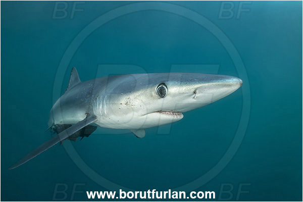 Cabo San Lucas, Baja California, Mexico, Pacific ocean, Prionace glauca, Prionace, Carcharhinidae, Elasmobranchii, Blue shark, Shark, Fish, Portrait