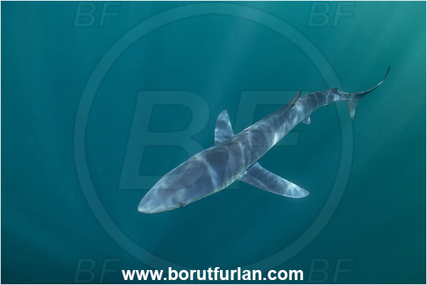 Cabo San Lucas, Baja California, Mexico, Pacific ocean, Prionace glauca, Prionace, Carcharhinidae, Elasmobranchii, Blue shark, Shark, Fish