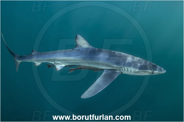Cabo San Lucas, Baja California, Mexico, Pacific ocean, Prionace glauca, Prionace, Carcharhinidae, Elasmobranchii, Blue shark, Shark, Fish