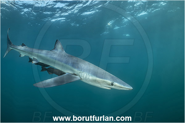 Cabo San Lucas, Baja California, Mexico, Pacific ocean, Prionace glauca, Prionace, Carcharhinidae, Elasmobranchii, Blue shark, Shark, Fish