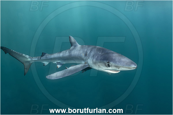 Cabo San Lucas, Baja California, Mexico, Pacific ocean, Prionace glauca, Prionace, Carcharhinidae, Elasmobranchii, Blue shark, Shark, Fish