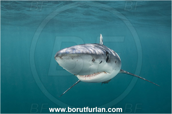 Cabo San Lucas, Baja California, Mexico, Pacific ocean, Prionace glauca, Prionace, Carcharhinidae, Elasmobranchii, Blue shark, Shark, Fish, Portrait