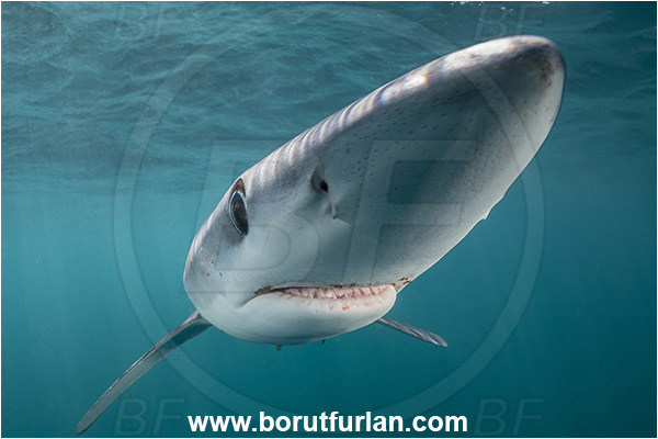 Cabo San Lucas, Baja California, Mexico, Pacific ocean, Prionace glauca, Prionace, Carcharhinidae, Elasmobranchii, Blue shark, Shark, Fish, Portrait