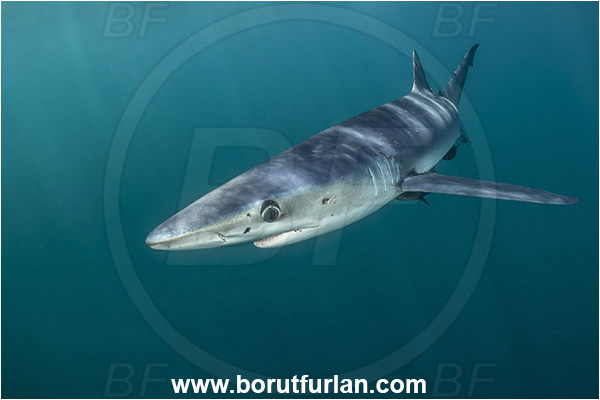 Cabo San Lucas, Baja California, Mexico, Pacific ocean, Prionace glauca, Prionace, Carcharhinidae, Elasmobranchii, Blue shark, Shark, Fish