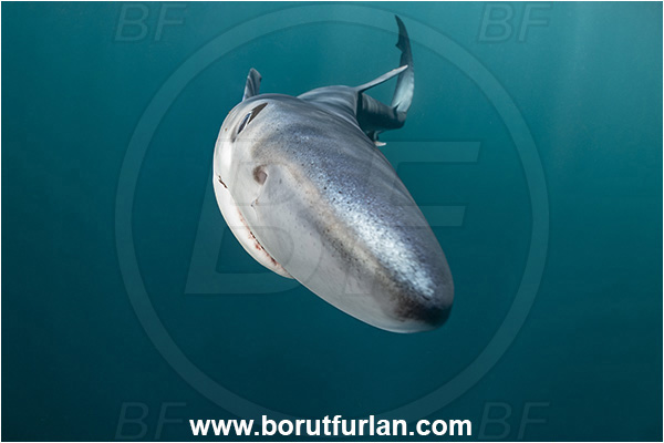 Cabo San Lucas, Baja California, Mexico, Pacific ocean, Prionace glauca, Prionace, Carcharhinidae, Elasmobranchii, Blue shark, Shark, Fish, Portrait