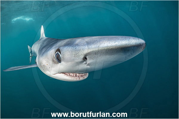 Cabo San Lucas, Baja California, Mexico, Pacific ocean, Prionace glauca, Prionace, Carcharhinidae, Elasmobranchii, Blue shark, Shark, Fish, Portrait