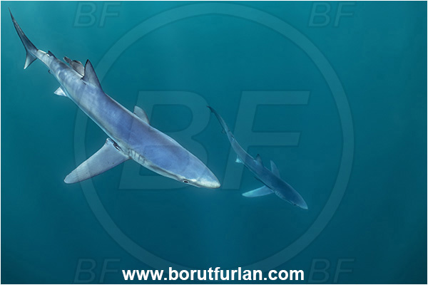 Cabo San Lucas, Baja California, Mexico, Pacific ocean, Prionace glauca, Prionace, Carcharhinidae, Elasmobranchii, Blue shark, Shark, Fish