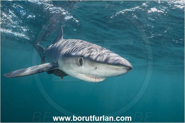 Cabo San Lucas, Baja California, Mexico, Pacific ocean, Prionace glauca, Prionace, Carcharhinidae, Elasmobranchii, Blue shark, Shark, Fish, Portrait
