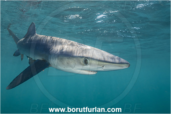 Cabo San Lucas, Baja California, Mexico, Pacific ocean, Prionace glauca, Prionace, Carcharhinidae, Elasmobranchii, Blue shark, Shark, Fish