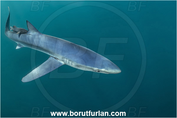 Cabo San Lucas, Baja California, Mexico, Pacific ocean, Prionace glauca, Prionace, Carcharhinidae, Elasmobranchii, Blue shark, Shark, Fish