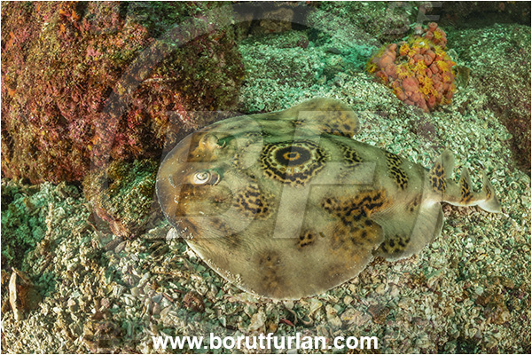 Isla Partida, Baja California, Sea of Cortez, Mexico, Pacific ocean, Diplobatis ommata, Diplobatis, Narcinidae, Elasmobranchii, Bullseye electric ray, Stingray, Fish