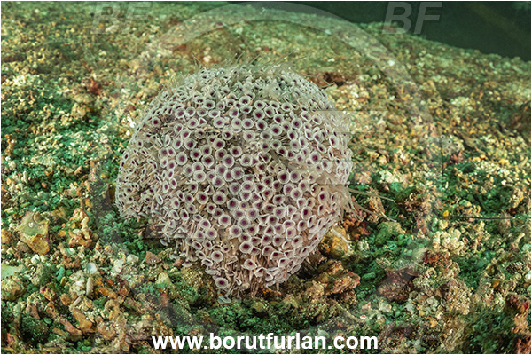 Sea of Cortez, La Paz, Baja California, Mexico, Pacific ocean, Toxopneustes roseus, Toxopneustes, Toxopneustidae, Rose Flower Urchin, Sea Urchin, Echinoidea, Echinodermata, Echinoderm